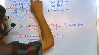 Cardiac cycle  human physiology  cardiac system [upl. by Naerb]