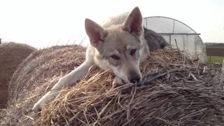 Czechoslovakian wolf dog [upl. by Ilarin]