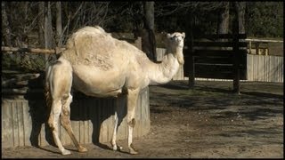 Dromedary Camel Camelus dromedarius [upl. by Anav155]