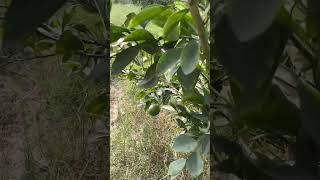 Mussammi tree in Pakistan [upl. by Timrek]