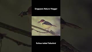 🐦 Rufoustailed Tailorbird at Niah National Park [upl. by Grewitz]