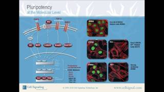 Pluripotency at the Molecular Level from Cell Signaling Technology Inc [upl. by Atsuj]