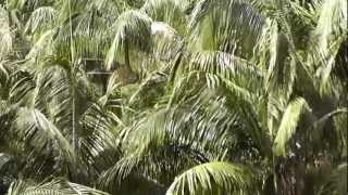 Archontophoenix cunninghamiana Canopy View Bangalow Piccabeen King Palm [upl. by Gaudet]