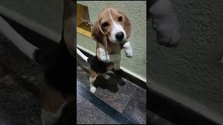 🐕🥰 Fun time with binny  pet  usa massachusetts india tirupati yt fyp youtube dog pets [upl. by Hayyikaz]