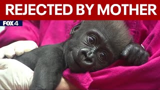 Fort Worth Zoo baby gorilla moved to Cleveland after being rejected by mother [upl. by Nyrret74]