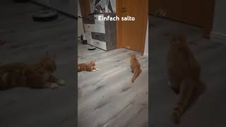 cat funny katze [upl. by Zackariah627]