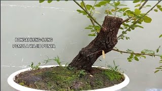 MENENTUKAN DAN MEMBUAT GERAK DASAR BONSAI quotILENG ILENGquot  Phyllanthus Reticulatus [upl. by Assel800]