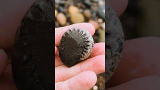 Calcite Ammonite Revealed 😍 [upl. by Norrahs]