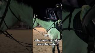 BABY HORSE BLINDFOLD TRUST TEST [upl. by Candis111]