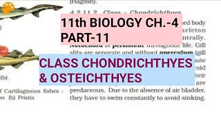 Class 11 BiologyCh4 Part11Class Chondrichthyes amp OsteichthyesStudy with Farru [upl. by Juditha798]