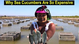 Sea Cucumber  How to Start a Business Sea Cucumber Farming  Why Sea Cucumbers Are So Expensive [upl. by Eiramyelhsa480]