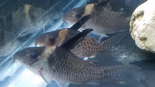 NEW Corydoras Delphax False Blochi Cory [upl. by Nitsuga]