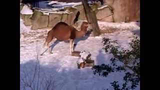 Dromedary Camel In The Snow  Zoo Antwerp [upl. by Kenta981]