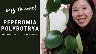 COMPREHENSIVE PEPEROMIA POLYBOTRYA CARE GUIDE [upl. by Hamburger170]