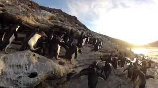 Caídas de Pingüinos Graciosas en National Geographic Channel [upl. by Lolanthe]