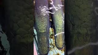 Heres a title Arapaima Douyin Mall Mr Li who loves raising fish Fantastic Beasts on Douyin [upl. by Kirre]