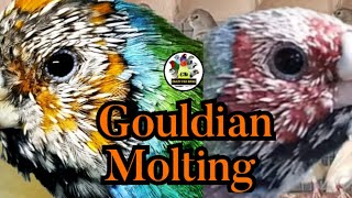 Gouldian Moulting  gouldian finch moting bird crazy [upl. by Wilona]