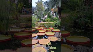 Giardino botanico Mentone Francia travel foryou viaggi gardenbotanical france turismo франция [upl. by Gnof]