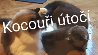 Artuš a Willda v boji 😀🐈🐈‍⬛ cats Attack 🇨🇿 [upl. by Enitsua]