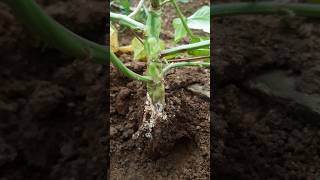 Plant pathologist must watch  Sclerotia plant disease pathology [upl. by Emmeline]