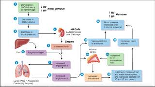 The ReninAngiotensinAldosterone RAAS Pathway EXPLAINED [upl. by Irdua]