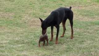 Doberman Puppy Meets The Big One [upl. by Niltiac]