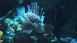 Volitans Lionfish Pterois volitans  Tropical Fish [upl. by Elkraps989]