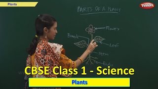 Plants  Class 1 CBSE Science  Science Syllabus Live Videos  Video Training [upl. by Eekorehc]