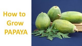 How to Grow Papaya Step by step Guide Easy to follow procedures [upl. by Seroka373]