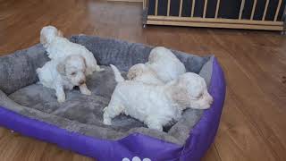 Lagotto Romagnolo Welpen [upl. by Shayn786]