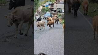 Svaneti Georgia Грузия nature shorts [upl. by Vladi]