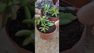 How to propagation sedum adolphii  succulents [upl. by Turro]