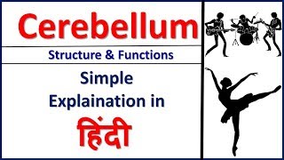 Cerebellum Structure amp Function in Hindi Bhushan Science [upl. by Ennovyhc]