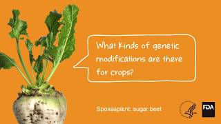 Agricultural Biotechnology What Kinds of Genetic Modifications Are There For Crops [upl. by Allina620]