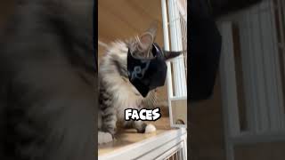 Cat’s Hilarious Reaction to Batman Mask 🦇🤣 [upl. by Annovad]