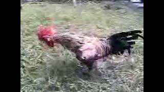 Long crowing chicken  Ayam ketawa [upl. by Eirrotal312]