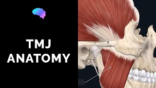 Temporomandibular Joint TMJ Anatomy  3D Anatomy Tutorial  UKMLA  CPSA [upl. by Inava107]