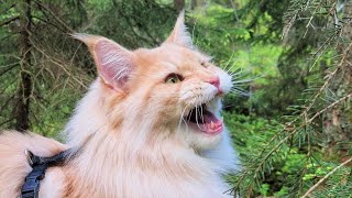 Maine Coon Cat Chirping at Bird [upl. by Eicyac]