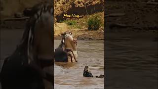 Crocodile 🐊 Hunting Wildebeest Kills the Victim shorts [upl. by Ulland7]