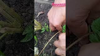 best method to grow strawberries 🍓at home strawberry gardening terracegardening minivlog [upl. by Spring814]