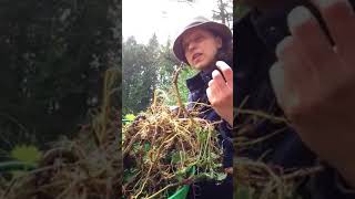 Stinging Nettle Roots Harvest Urtica Dioica [upl. by Mannie]