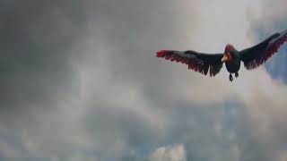 King of the Skies  Walking with Dinosaurs in HQ  BBC Earth [upl. by Zaraf835]