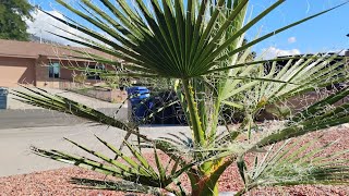 California Fan Palm Update October 17th [upl. by Cirtemed194]