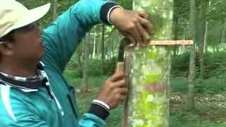 Rubber technology guidelines Rubber tapping practice [upl. by Joellyn]