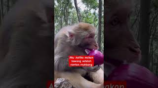 Korban mukbang ya nyet funny wildlife mongkey [upl. by Parnas]