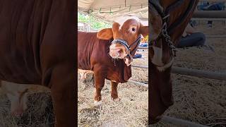 Adorable young bull of Beefmaster breed at a cattle show in Thailand [upl. by Eanahs]