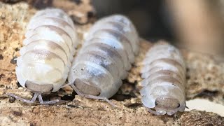 Armadillidium espanyoli ‘Marbelized’ Isopod Care Guide [upl. by Aynod]