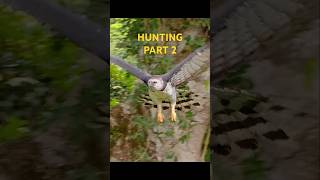 Harpy Eagle Hunting Monkeys  part 2 harpyeagle eagles wilbirds wildlife [upl. by Boccaj75]