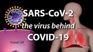 Understanding the Virus that Causes COVID19 Animation [upl. by Pliner]