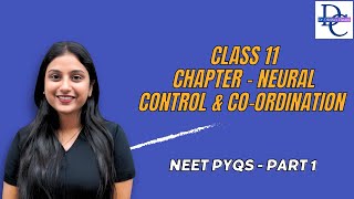 NEET PYQs  PART 1 Neural Control amp Coordination  Class 11 [upl. by Romilly341]